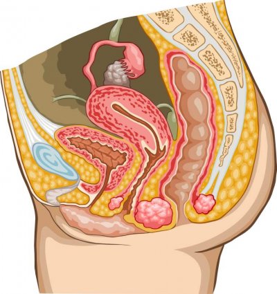 Anatomie der Vagina